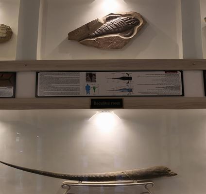 Museo Cámbrico de Yazd: Un viaje a las profundidades de los mares de hace 150 millones de años